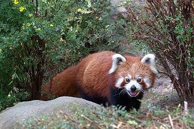 Aachener Zoo Aachener-Zoo-Kleiner-Panda-002